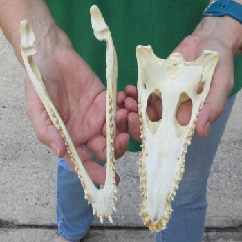 8 inches Authentic Nile Crocodile Skull (Cites #P000044854)