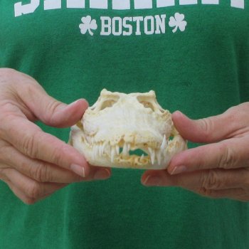 9 inches Authentic Nile Crocodile Skull (Cites #P000044854)