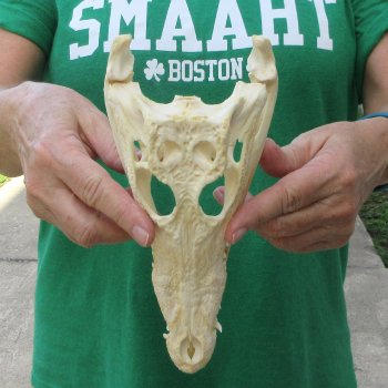 9 inches Authentic Nile Crocodile Skull (Cites #P000044854)