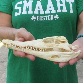 9 inches Authentic Nile Crocodile Skull (Cites #P000044854)