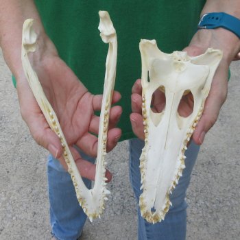 9 inches Authentic Nile Crocodile Skull (Cites #P000044854)