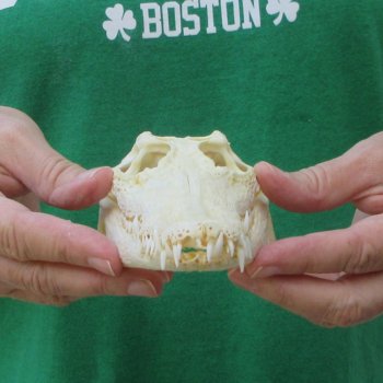 8 inches Authentic Nile Crocodile Skull (Cites #P000044854)