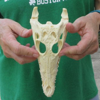 8 inches Authentic Nile Crocodile Skull (Cites #P000044854)