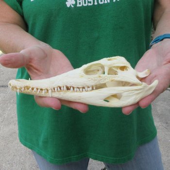 8 inches Authentic Nile Crocodile Skull (Cites #P000044854)