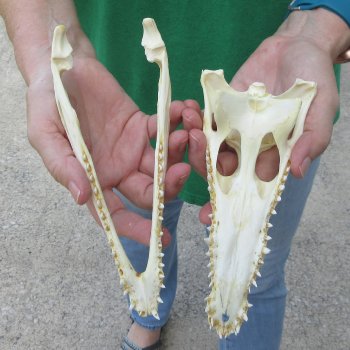8 inches Authentic Nile Crocodile Skull (Cites #P000044854)