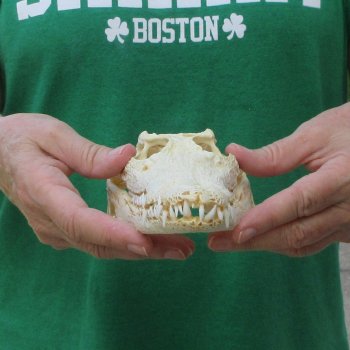 9 inches Authentic Nile Crocodile Skull (Cites #P000044854)