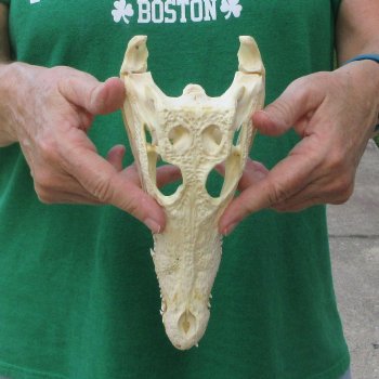 9 inches Authentic Nile Crocodile Skull (Cites #P000044854)