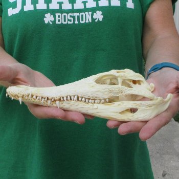 9 inches Authentic Nile Crocodile Skull (Cites #P000044854)