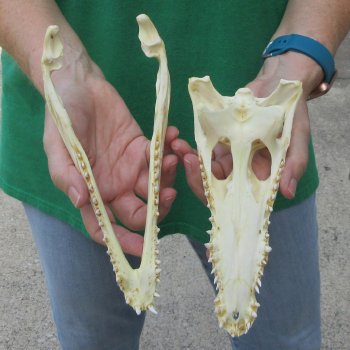9 inches Authentic Nile Crocodile Skull (Cites #P000044854)