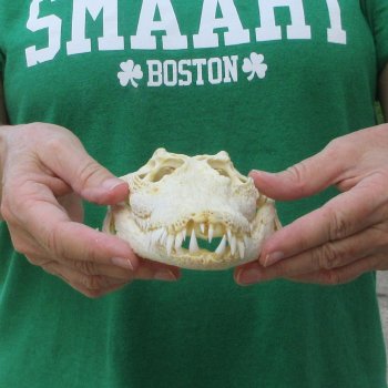 9 inches Authentic Nile Crocodile Skull (Cites #P000044854)