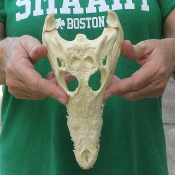 9 inches Authentic Nile Crocodile Skull (Cites #P000044854)