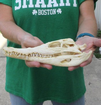 9 inches Authentic Nile Crocodile Skull (Cites #P000044854)