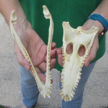 9 inches Authentic Nile Crocodile Skull (Cites #P000044854)