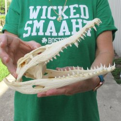 10 inches Authentic Nile Crocodile Skull (Cites #P000044854)