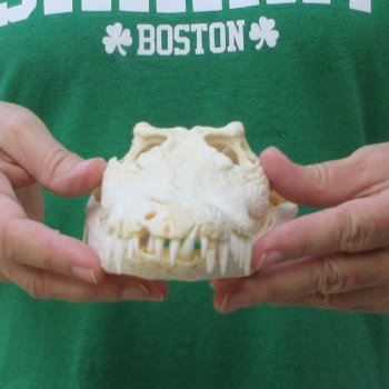 10 inches Authentic Nile Crocodile Skull (Cites #P000044854)