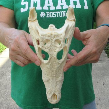10 inches Authentic Nile Crocodile Skull (Cites #P000044854)
