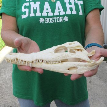 10 inches Authentic Nile Crocodile Skull (Cites #P000044854)