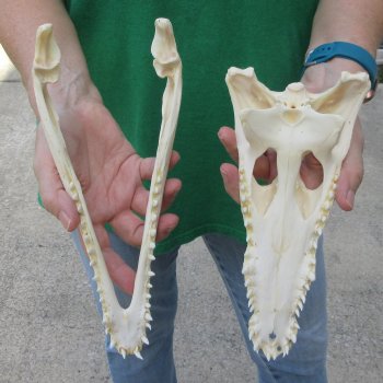 10 inches Authentic Nile Crocodile Skull (Cites #P000044854)