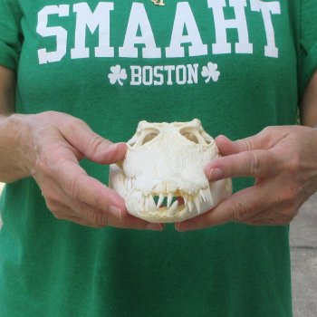 10 inches Authentic Nile Crocodile Skull (Cites #P000044854)