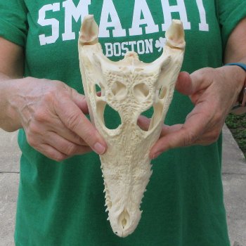 10 inches Authentic Nile Crocodile Skull (Cites #P000044854)