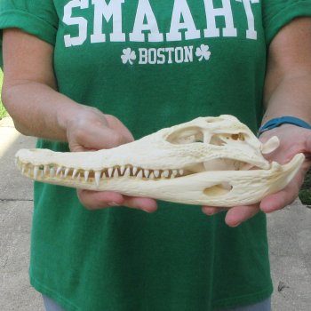 10 inches Authentic Nile Crocodile Skull (Cites #P000044854)