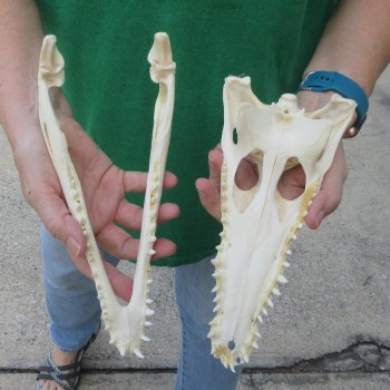 10 inches Authentic Nile Crocodile Skull (Cites #P000044854)