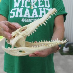10 inches Authentic Nile Crocodile Skull (Cites #P000044854)