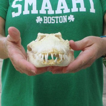 10 inches Authentic Nile Crocodile Skull (Cites #P000044854)