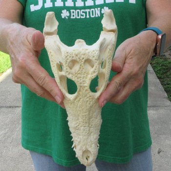 10 inches Authentic Nile Crocodile Skull (Cites #P000044854)