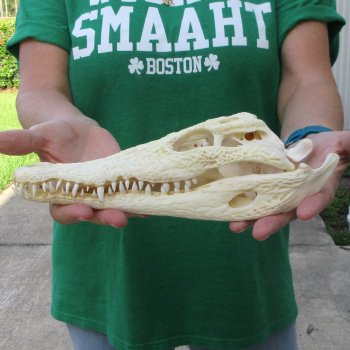 10 inches Authentic Nile Crocodile Skull (Cites #P000044854)