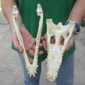 10 inches Authentic Nile Crocodile Skull (Cites #P000044854)