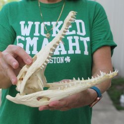 10 inches Authentic Nile Crocodile Skull (Cites #P000044854)