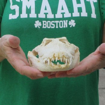 10 inches Authentic Nile Crocodile Skull (Cites #P000044854)