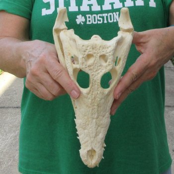 10 inches Authentic Nile Crocodile Skull (Cites #P000044854)
