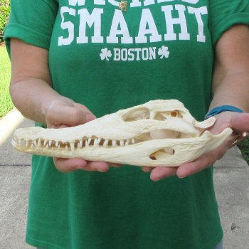 10 inches Authentic Nile Crocodile Skull (Cites #P000044854)