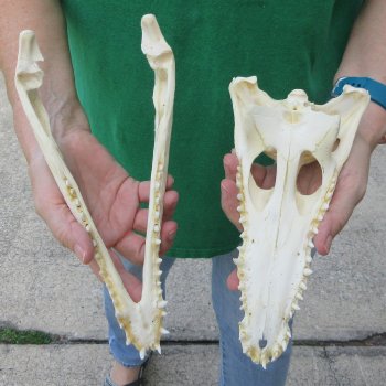 10 inches Authentic Nile Crocodile Skull (Cites #P000044854)