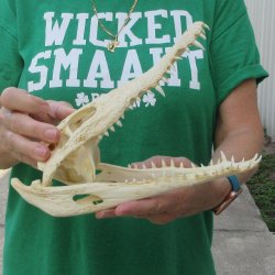 10 inches Authentic Nile Crocodile Skull (Cites #P000044854)