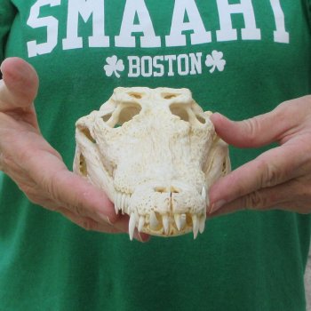 10 inches Authentic Nile Crocodile Skull (Cites #P000044854)