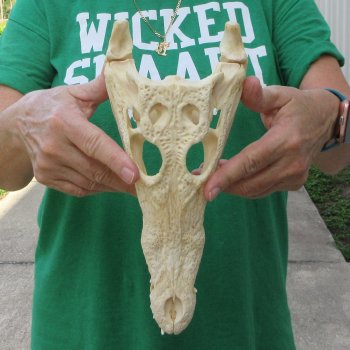 10 inches Authentic Nile Crocodile Skull (Cites #P000044854)
