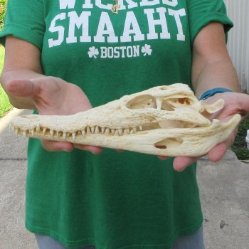 10 inches Authentic Nile Crocodile Skull (Cites #P000044854)