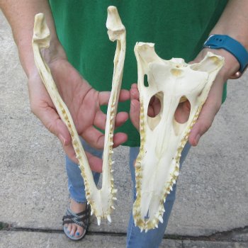 10 inches Authentic Nile Crocodile Skull (Cites #P000044854)