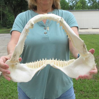 Authentic 14 inch Blacktip Shark Jaw (Carcharhinus limbatus)  for sale- $180