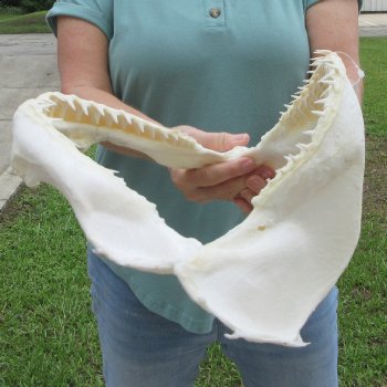 Authentic 14 inch Blacktip Shark Jaw (Carcharhinus limbatus)  for sale- $180