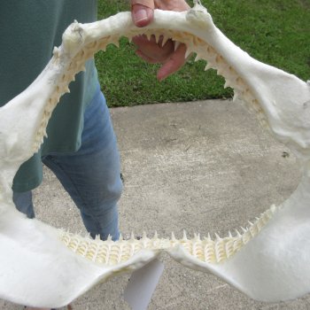 Authentic 14 inch Blacktip Shark Jaw (Carcharhinus limbatus)  for sale- $180