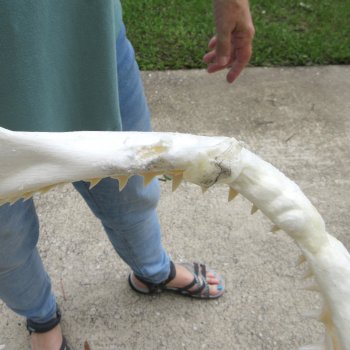Authentic 14 inch Blacktip Shark Jaw (Carcharhinus limbatus)  for sale- $180