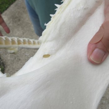 Authentic 14 inch Blacktip Shark Jaw (Carcharhinus limbatus)  for sale- $180