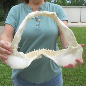 Authentic 14 inch Blacktip Shark Jaw (Carcharhinus limbatus)  for sale- $180