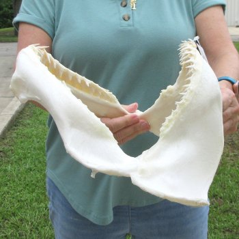 Authentic 14 inch Blacktip Shark Jaw (Carcharhinus limbatus)  for sale- $180