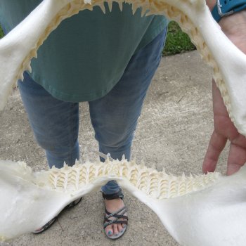 Authentic 14 inch Blacktip Shark Jaw (Carcharhinus limbatus)  for sale- $180