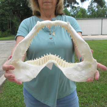 Authentic 14 inch Blacktip Shark Jaw (Carcharhinus limbatus)  for sale- $180